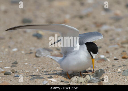 Zwergseeschwalbe (Sterna Albifrons) Ankunft in das Nest am Strand, mit Ring auf Monitor Langlebigkeit des Lebens Stockfoto