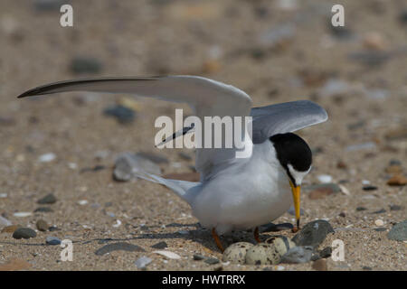 Zwergseeschwalbe (Sterna Albifrons) Ankunft in das Nest am Strand, mit Ring auf Monitor Langlebigkeit des Lebens Stockfoto