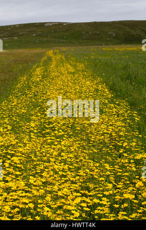 Mais-Ringelblume (Chrysanthemum Segetum), seltene Maisfeld Unkraut, wichtig für Wirbellose Tiere Stockfoto