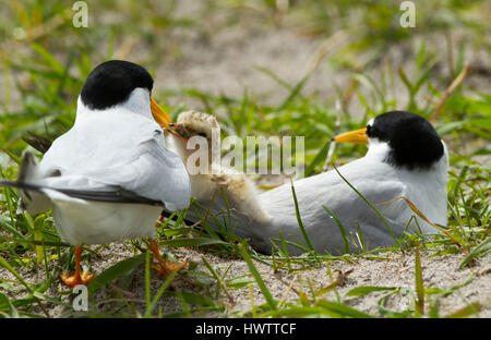 Zwei Zwergseeschwalbe (Sterna Albifrons) am Nest unter schwarzen Hafer wächst auf Schale Reich Sand Machirs, Indikator Vogel des Klimawandels aufgrund seiner Abhängigkeit Sandaale, Temperatur des Meeres.  mit frisch geschlüpften Küken gefüttert Sandaal sitzen Vögel zurück Stockfoto