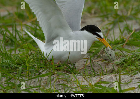 Zwergseeschwalbe (Sterna Albifrons) ausziehen mit frisch geschlüpften Eierschale vom Nest aufmerksam vom Nest vor Raubtieren, unter schwarzen Hafer wächst auf Schale Reich Sand Machirs, Indikator Vogel des Klimas ändern aufgrund seiner Abhängigkeit Sandaale, Temperatur des Meeres.  . . Stockfoto