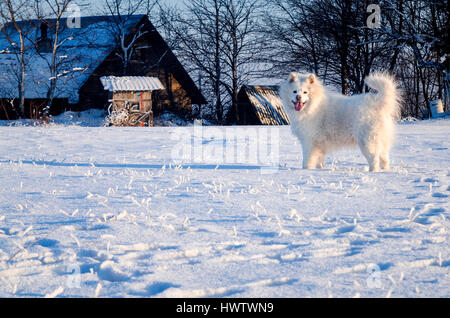 Weißen Samojeden Hund im ländlichen Bereich Schnee Stockfoto