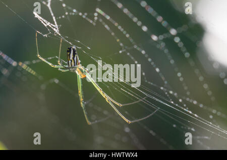 Ein Obstgarten Orbweaver Spinne (Leucauge Venusta), aufgenommen im Südwesten Floridas hautnah Stockfoto