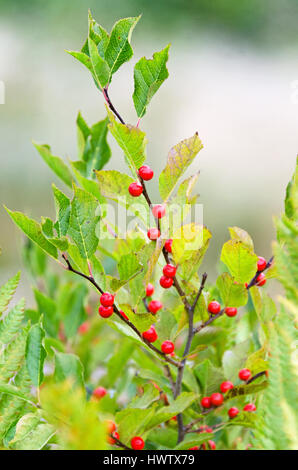 Nahaufnahme der Blätter und Beeren eines Winterberry Busch, Islesford, Maine. Stockfoto