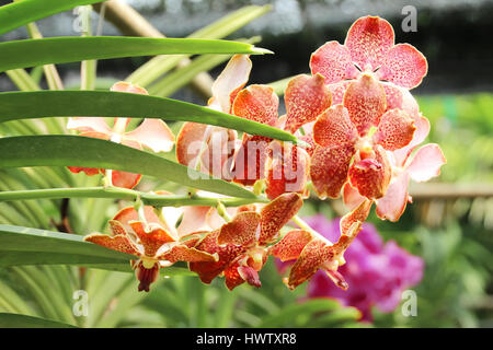 Thai Orchid im Botanischen Garten Chiang Mai, Thailand Stockfoto