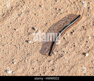 riesige Tausendfüßler auf sandigen Boden in Namibia, Afrika Stockfoto