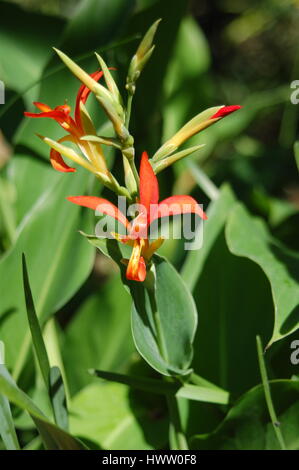 Zarte kleine Orange Blüten Stockfoto