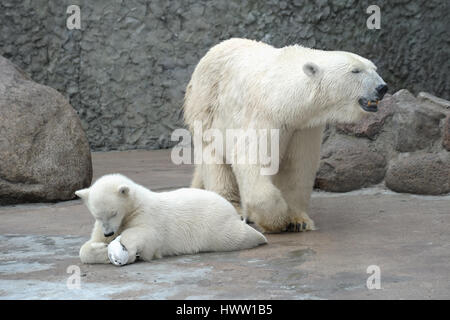 Polar White trägt Familie feed Stockfoto