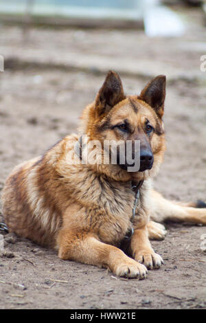 Deutscher Schäferhund Hund bewacht das Haus und schützt den Host, Hüterin der Eigenschaft, Schäfer-Beschützer, ein Hund an einer Kette Stockfoto