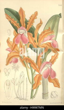 Diese Illustration von *Cattleya elongata*, die in Curtis' Botanical Magazine (1897) vorgestellt wurde, zeigt die zarte Schönheit der Orchideenart, die für ihre eleganten, langen Blüten bekannt ist. Stockfoto