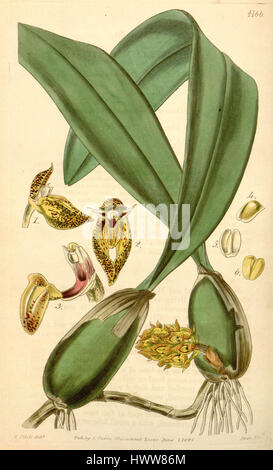 Bulbophyllum Careyanum (buchstabiert Bolbophyllum) Curtis' 71 (ser. 3 Nr. 1) pl. 4166 (1845) Stockfoto