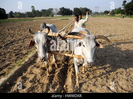 Allahabad, Uttar Pradesh, Indien. 23. März 2017.  Ein Bauer, der pflügt seines Fachs in Außenbezirken von Allahabad am 23.03.2017. Foto von Prabhat Kumar Verma Credit: Prabhat Kumar Verma/ZUMA Draht/Alamy Live News Stockfoto