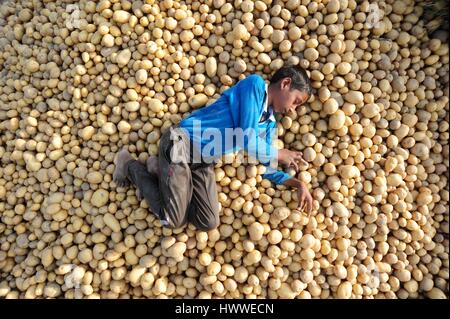 Allahabad, Uttar Pradesh, Indien. 23. März 2017. Ein Junge schläft auf Kartoffeln, da seine Eltern weiterhin im Feld in der Nähe von Allahabad trainieren. Bildnachweis: Prabhat Kumar Verma/ZUMA Draht/Alamy Live-Nachrichten Stockfoto