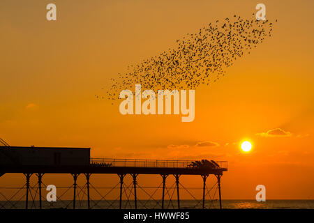 Aberystwyth, Wales, UK. 23. März 2017. UK-Wetter: Endgültige Starling-Murmurations der Saison in Aberystwyth - beim Sonnenuntergang über dem Meer in Aberystwyth, dramatisch zurück Tausende von winzigen Stare für den letzten Abend zum Schlafplatz über Nacht für die Sicherheit und Wärme auf den Wald von Gusseisen Beine unter der Stadt viktorianischen Seestadt Pier auf der West Wales Küste von Cardigan Bay, UK. Bald werden sie massenhaft für ihre Sommer-Gebiete in Skandinavien zurück. Obwohl offenbar reichlich in Aberystwyth (eines der wenigen städtischen Starling Quartiere im Vereinigten Königreich). Bildnachweis: Keith Morris/Alamy Live-Nachrichten Stockfoto