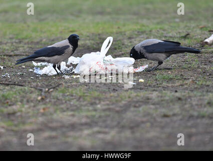 Berlin, Deutschland. 17. März 2017. Krähen suchen nach Nahrung in einer Tasche der Müll in Berlin, Deutschland, 17. März 2017. Foto: Paul Zinken/Dpa/Alamy Live News Stockfoto