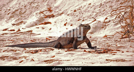 Santa Cruz, Ecuador. 20. Oktober 2016. Eine Vielzahl von Eidechsen und Leguane leben auf der Insel Santa Cruz in der Galapagos-Archipel. Ein Leguan sitzt im Tortuga Bay in der Nähe von Puerto Ayora. Aufgenommen am 20.10.2016. Foto: Reinhard Kaufhold/Dpa-Zentralbild/ZB | weltweite Nutzung/Dpa/Alamy Live-Nachrichten Stockfoto