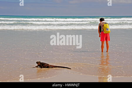 Auf den Galapagos-Archipel Insel Santa Cruz, schwimmt ein Leguan entlang im flachen Wasser im Tortuga Bay in der Nähe von Puerto Ayora. Aufgenommen am 20.10.2016. Foto: Reinhard Kaufhold/Dpa-Zentralbild/ZB | weltweite Nutzung Stockfoto