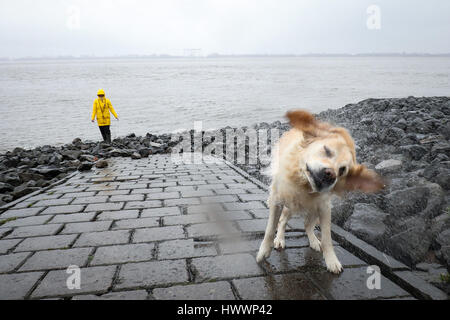 Hamburg, Deutschland. 19. März 2017. Ein goldener Retriever schüttelt nach einem Bad in der Elbe bei Regenwetter im Stadtteil Blankenese in Hamburg, Deutschland, 19. März 2017. Foto: Christian Charisius/Dpa/Alamy Live News Stockfoto