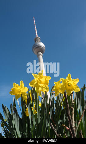 Berlin, Deutschland. 24. März 2017. Narzissen blühen vor dem Fernsehturm in Berlin, Deutschland, 24. März 2017. Foto: Jörg Carstensen/Dpa/Alamy Live News Stockfoto