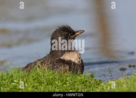 Ring Ouzel (Turdus Manlius) unreife männliche Baden Eccles-on-Sea, Norfolk Oktober Stockfoto