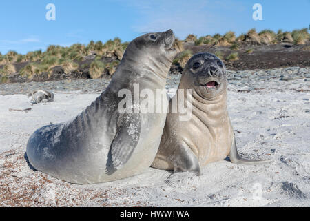 Südliche Elephant Seal Stockfoto