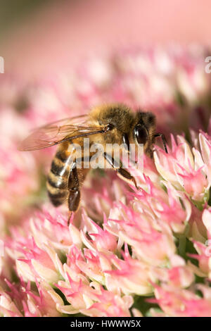 Tierwelt: Garten Biene auf Seedum Blumen. Stockfoto