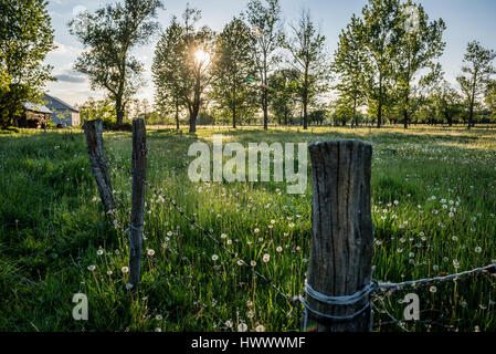 Eine grüne Wiese voller gemeinsame Pflanzen Löwenzahn (Taraxacum Officinale) in Masowien Gebiet Polens Stockfoto