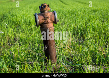 Alte rostige Hydrant auf einem Roggenfeld im kleinen Dorf von Masowien Region, Polen Stockfoto