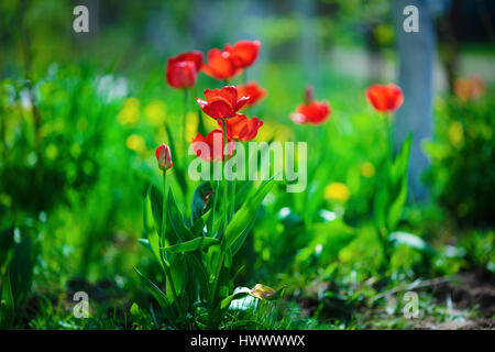 Rote Tulpen hell von der Sonne beschienen. Tulpen im Frühjahr vor dem Hintergrund der grünen Vegetation. Geringe Schärfentiefe. Selektiven Fokus. Stockfoto