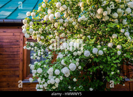 Guelder Rose (Viburnum Opulus) in einem Garten vor kleinen Holzhaus in einem Dorf in der Region Masowien, Polen Stockfoto