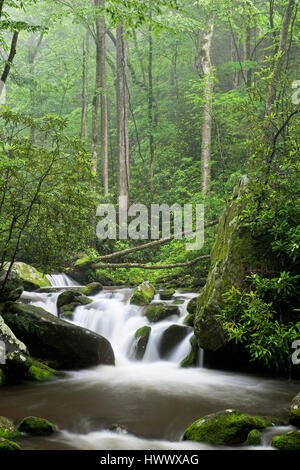 Entspannen entlang der Roaring Fork Moter Tour in den Great Smoky Mountains National Park Tennessee USA landschaftlich Stockfoto