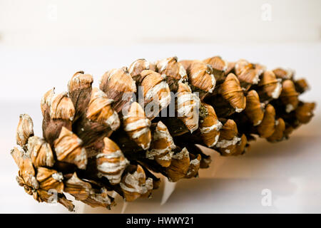 Close up Bilder von Pinus Patula Stockfoto