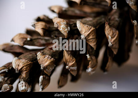 Close up Bilder von Pinus Patula Stockfoto