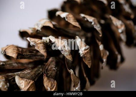 Close up Bilder von Pinus Patula Stockfoto