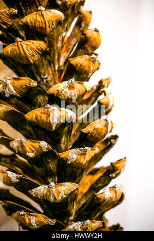 Close up Bilder von Pinus Patula Stockfoto