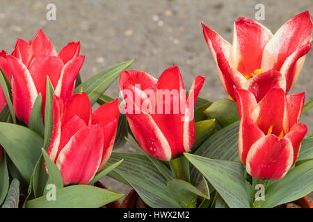 Rot-weiß gestreiften Blüten von früh blühenden Arten, die Tulpe Tulipa Greigii "Pinocchio" Stockfoto
