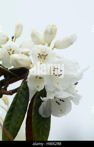 Weißer Frühlingsblumen von der winterharte immergrüne Rhododendron Bureavii, Stockfoto