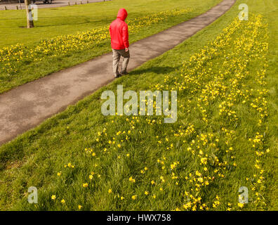 Model Released, unkenntlich männlichen Wanderer das Tragen der roten wasserdichte Jacke entlang öffentlichen Weg im Frühjahr, in Großbritannien. Stockfoto