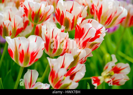 Blühende Tulpen Nahaufnahme Hintergrund Stockfoto
