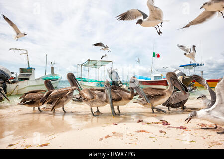 Braune Pelikane und Möwen füttern am Sandstrand Stockfoto