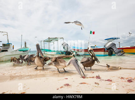 Braune Pelikane und Möwen füttern am Sandstrand in Mexiko Stockfoto