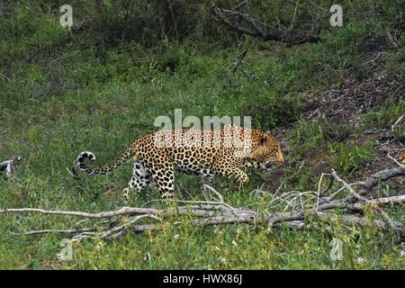 Ein Spaziergang durch die Bürste Leopard Stockfoto