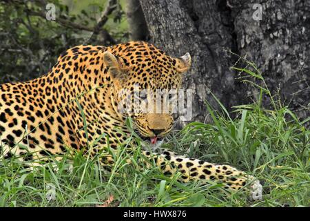 Leopard im Gras Stockfoto