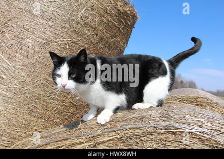 Bereit zum Sprung Stockfoto