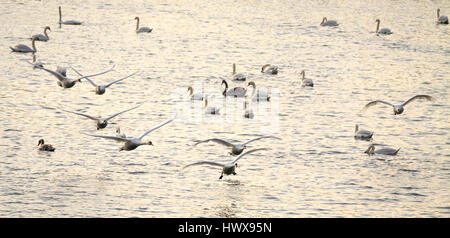 Fliegen und Schwimmen im Fluss Herde von weißen Schwänen. Stockfoto