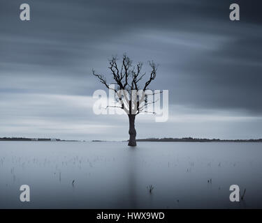 Einsamer Baum unter Wasser in einem See Langzeitbelichtung Stockfoto