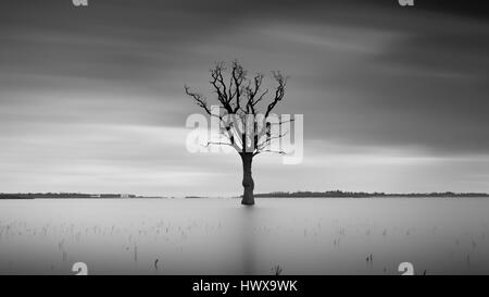 Einsamer Baum unter Wasser in einem See Langzeitbelichtung Stockfoto