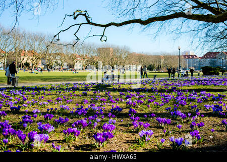 Lila Krokusse in einem park Stockfoto