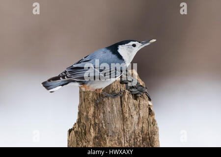 Weiße Bereasted Kleiber Stockfoto