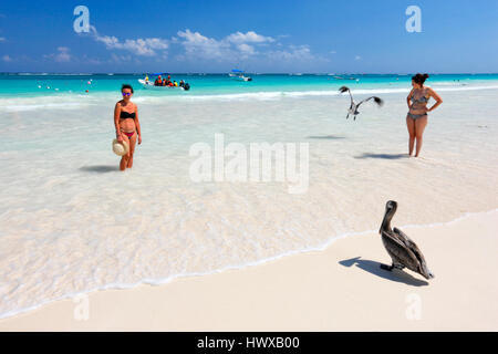 Touristen, die gerade braune Pelikan Vogel am Sandstrand in Tulum, Mexiko Stockfoto